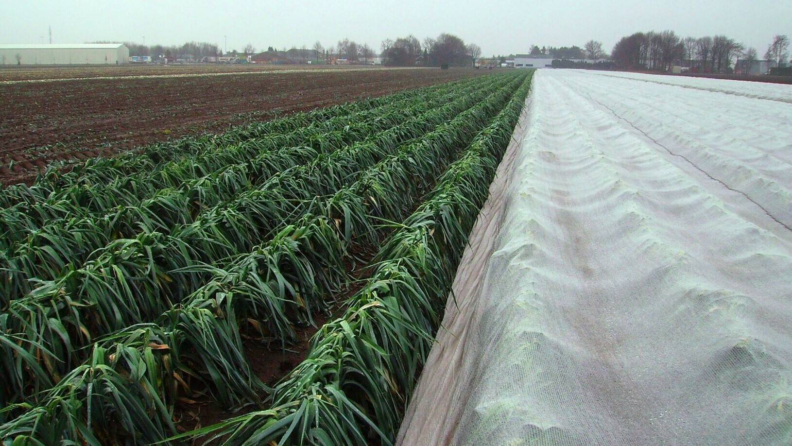 Arrigoni-Arricover-proteccion-cultivos|Arrigoni-Arricover-proteccion-cultivos